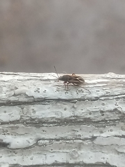 Xanthochilus saturnius