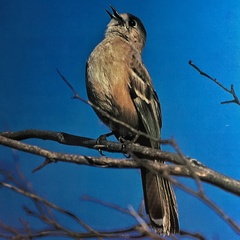 Drymodes brunneopygia