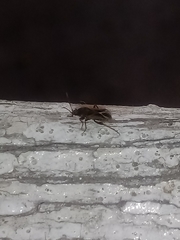 Xanthochilus saturnius