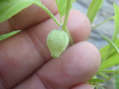 Physalis solanacea
