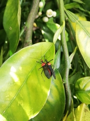 Zelus chamaeleon