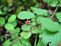 Rubus rufescens