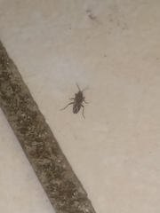 Xanthochilus saturnius