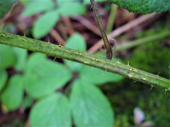 Rubus rufescens