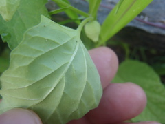 Physalis solanacea
