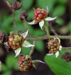 Rubus rufescens