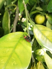 Zelus chamaeleon