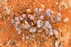 Drosanthemopsis diversifolia