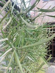 Euphorbia tirucalli