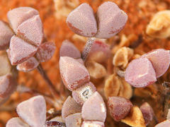 Drosanthemopsis diversifolia