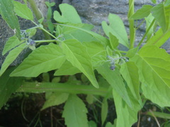 Physalis solanacea