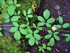 Rubus rufescens