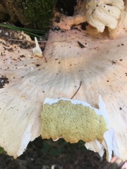 Laetiporus huroniensis