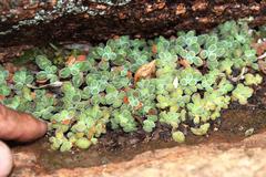 Crassula sericea