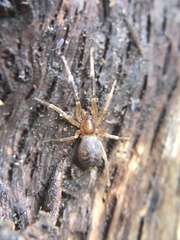 Phrurolithidae