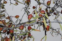 Gymnosporia gariepensis