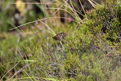 Hipparchia miguelensis