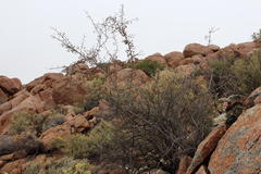 Gymnosporia gariepensis