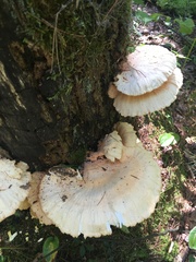 Laetiporus huroniensis