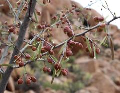 Gymnosporia gariepensis
