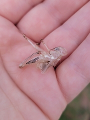 Orthoptera