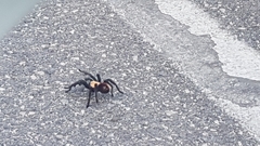 Brachypelma albiceps