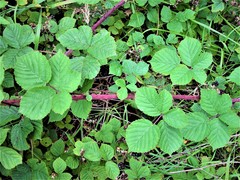 Rubus warrenii