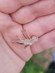 Orthoptera