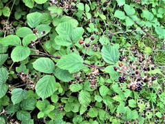 Rubus warrenii