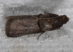 Acrobasis texana