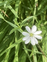 Stellaria palustris
