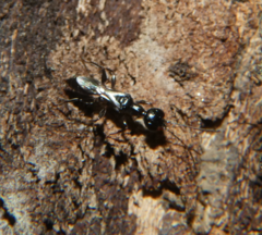 Ampulex canaliculata