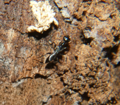 Ampulex canaliculata