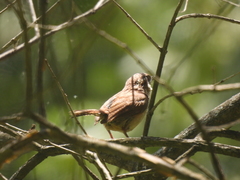 Thryothorus ludovicianus