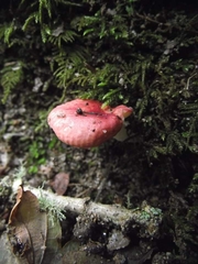 Russula pseudointegra