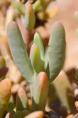 Malephora purpureocrocea