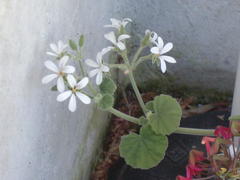 Pelargonium odoratissimum