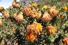 Liparia splendens splendens