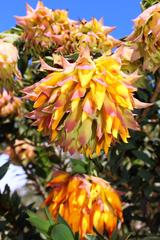 Liparia splendens splendens