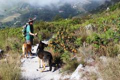 Liparia splendens splendens