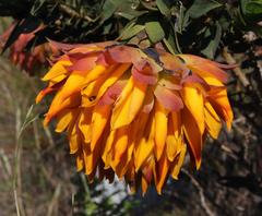 Liparia splendens splendens