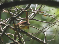 Thryothorus ludovicianus