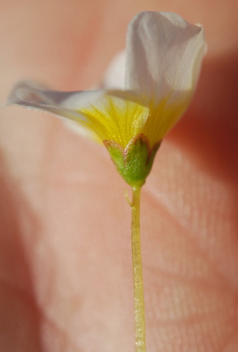 Oxalis dregei (Oxalis dregei)