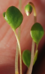 Oxalis dregei