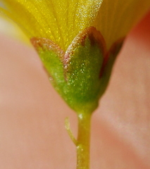 Oxalis dregei