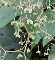 Begonia parviflora