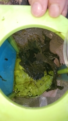 Ambystoma jeffersonianum