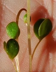 Oxalis dregei