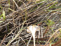 Oxalis hirta tenuicaulis