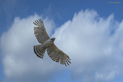 Nisaetus nipalensis